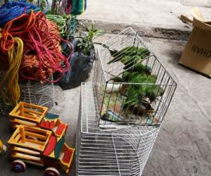 La venta de loros y pericos es una de las más visibles en los mercados de la capital. Foto: El Heraldo