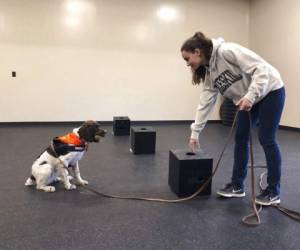 La estudiante Jessie Show trabaja con Luna, una springer spaniel a la que ha entrenado para detectar moho, en la Universidad Estatal de Nueva York en Cobleskill. Foto: AP.