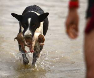Así salvó a su cachorro de las inundaciones. Foto AFP