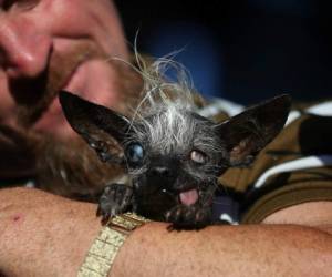 El dueño, Jason Wurtz, de 44 años y originario de encino, dijo que obtuvo al perro como un regalo para su primera esposa. Foto: AFP