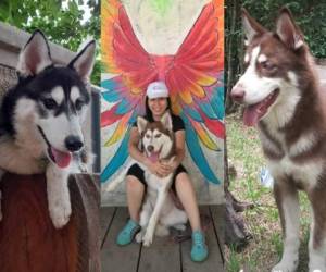 Huskylandia Hn inició como un club de husky siberianos, pero luego llegaron amigos con perros de otras razas de la capital y a nivel nacional. A todos los une la misma visión de compartir expereriencias, consejos y momentos de convivencia para el bienestar a su mascota, sumado a maravillosos proyectos para darle un futuro prometedor a sus canes. Fotos: Cortesía Huskylandia Hn.