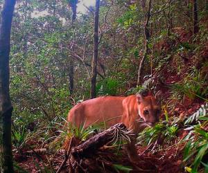 Estas imágenes generaron bastante emoción entre los hondureños quienes pidieron al ICF que se trabaje más en la conservación de estas especies.