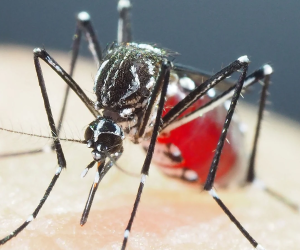 Los síntomas de la fiebre del dengue suelen ser leves en los niños pequeños y en quienes padecen la enfermedad por primera vez.