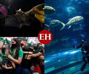 El espectacular eclipse solar, la aprobación del aborto y el letal virus del covid-19 figuran en las mejores fotos de América Latina. Este es el recuento.