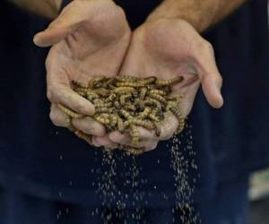 La Unión Europea aprobó en mayo el consumo de gusanos de la harina, después de que la Autoridad Europea de Seguridad Alimentaria concluyera que se podían comer sin peligro. FOTOS: AFP