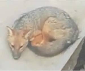 El Servicio Nacional Forestal y de Fauna Silvestre de Perú (Serfor) invocó 'a no perturbarlo a fin de lograr su captura (...) tampoco acorralarlo, porque al sentirse amenazado puede ser agresivo'.