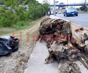 El miércoles fueron encontradas 20 osamentas de caballos. Foto: Alex Pérez/ EL HERALDO