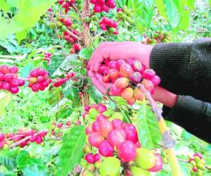 Actualmente más de un millón de personas están cortando café en las diferentes zonas productoras del país. Hasta la fecha se ha recolectado el 60% de la cosecha 2016/2017 y aún resta el 40%.