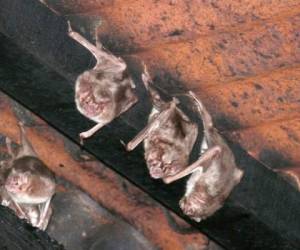 Los murciélagos son capaces de transmitir muchas enfermedades graves mediante su mordedura, saliva, excremento y orina. Foto ilustrativa.
