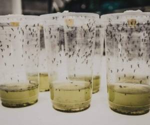 El dengue es la enfermedad transmisible por mosquitos que se propaga más rápidamente, con más de 50 millones de casos al año, ocho de ellos en Indonesia. FOTO: AFP