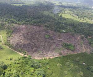 La Mosquitia es una de las zonas más devastadas por la deforestación. En junio de 2026 identificaron varias zonas donde realizaban tala para minería ilegal. Se desconoce si hubo personas detenidas.