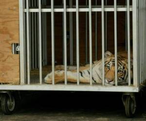 El Departamento de Policía de Houston publicó un video del tigre mientras era acariciado y le daban de beber. FOTO: AFP