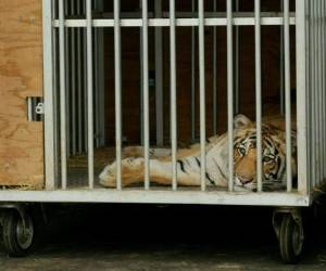 El Departamento de Policía de Houston publicó un video del tigre mientras era acariciado y le daban de beber. FOTO: AFP