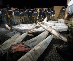 Momento en que las autoridades mexicanas incautan el cargamento de tiburones que transportaban la droga. Foto: Cortesía.