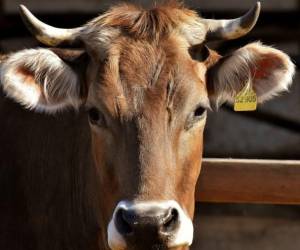 La miasis por gusano barrenador ocurre cuando la mosca Cochliomyia hominivorax deposita huevos sobre una herida y, al eclosionar, las larvas invaden el cuerpo del huésped. La Organización Panamericana de la Salud (OPS) explica que se trata de un parásito obligado que necesita tejidos vivos para desarrollarse y que puede afectar a cualquier animal de sangre caliente, en su mayoría ganado, incluidos los seres humanos.