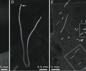 Ejemplares de Thiomargarita magnifica la especie de bacteria recién descubierta. La flecha indica su segmento terminal.