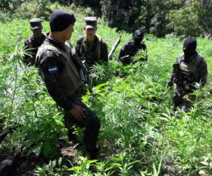 Agentes de Fusina en la zona de unas 40 manzanas de terreno aseguradas por tener sembrada supuesta marihuana.