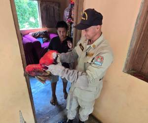 Las autoridades mantienen la búsqueda de otros ejemplares que han sido avistados en distintos puntos fuera de la zona de liberación en La Ceiba.