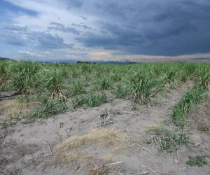 El período de canícula, que representa disminución de las lluvias, será más intenso en algunas zonas del país, según Copeco.