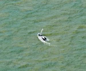 Una ballena jorobada encontró el camino al mar tras pasar semanas en un río turbio y lleno de cocodrilos ene l norte de Australia. Foto: AP