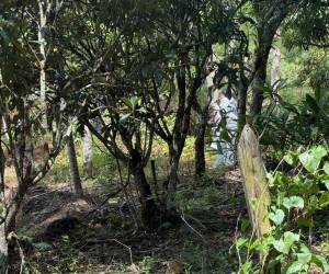 En un sector montañoso del sector de Corralitos, a inmediaciones de La Tigra, fue encontrado el cuerpo en estado de descomposición del joven comerciante Víctor Isaías Sánchez Flores.