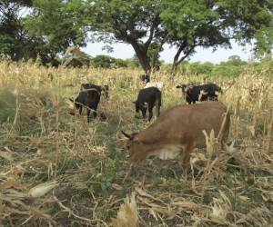 Reportan baja producción de ganado y caña de azúcar en el sur por sequía