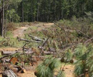 Honduras junto a países del área registran pérdidas netas del bosque y aumento de terrenos agrícolas, foto: El Heraldo.