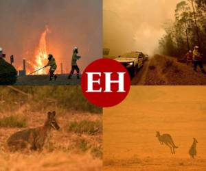 1. Hasta ahora, los incendios forestales en Australia han dejado 24 personas muertas, unas 1,588 casas destruidas y 5,500,000 hectáreas quemadas. Asimismo, se habla de que medio millón de animales murieron abrasados por el fuego.
