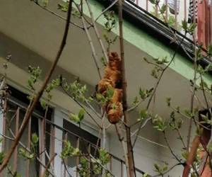 La mujer describió su hallazgo como “una especie de reptil de color marrón” y aseguró que tanto ella como el resto de vecinos tenían miedo. Foto: Facebook.