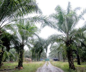 (FILE) Picture taken on August 19, 2011 showing a hut bulit by peasants members of the Unified Peasant Movement of Aguan (MUCA), in the middle of a road at a palm plantation, in the Bajo Aguan Valley, 600 Km northwest of Tegucigalpa, Honduras, on August 19, 2011. President Porfirio Lobo ordered a general disarmament in Aguan valley in an attempt to stop the violence related to the dispute for the ownership of the land in the region that has already caused, at least, 78 deaths. AFP PHOTO/Orlando SIERRA