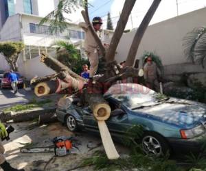 Bomberos y miembros de Copeco participaron en la remoción del frondoso árbol. Fotos Estalin Irías| EL HERALDO