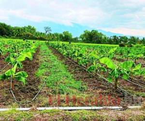 Son 120 manzanas las cuales ya están produciendo y que servirán para prácticas de campo para los estudiantes. Foto: El Heraldo