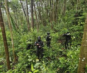 La operación fue ejecutada mediante patrullajes de largo alcance permitiendo ubicar y asegurar el cultivo en una zona montañosa del sector.