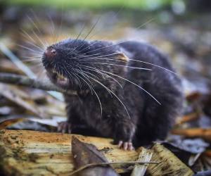 El nombre de un nuevo virus ha entrado en las noticias, el del hantavirus, que se ha propagado en un crucero que había partido de Ushuaia (la ciudad más austral del planeta) y construido para expediciones en regiones polares.