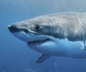 El suceso ocurrió en aguas cercanas a la Isla Cull cerca de Esperance, poco después de la 1 p.m. cuando el individuo saltó de su barco al agua.