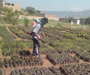 Un grupo de trabajadores se ha encargado del mantenimiento de las plantas.