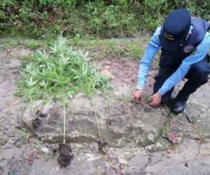 En los últimos días se han realizado varios operativos en distintas zonas del país para desmantelar narcolaboratorios y sembradíos de droga.