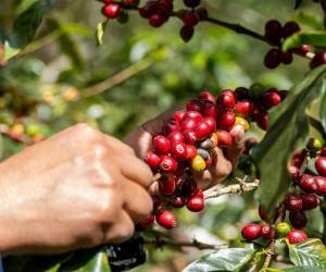 Panamá produce entre 150.000 y 200.000 sacos de café al año, siendo un productor pequeño en comparación con sus vecinos, entre ellos Honduras, un gigante del sector a nivel mundial.