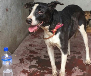 Rambo, un perro mestizo blanco y negro, está atado a una reja tras ser rescatado en El Rodeo, Guatemala, el martes 5 de junio de 2018. Fotos: EL HERALDO/AP.