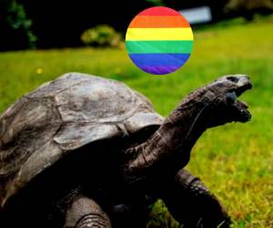 Jonathan es la tortuga más longeva del mundo y además es gay.