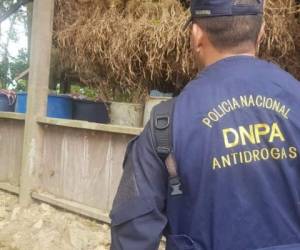 Momento en que agentes antidrogas hallan la plantación de drogas. Foto: Twitter Policía Nacional de Honduras