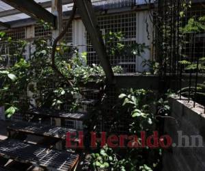 Después de varios años de abandono, la maleza se apoderó de la inconclusa prisión. Foto: El Heraldo