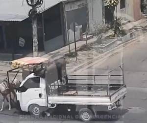 El animal sobrevivió al fuerte golpe pese a que fue embestido por el camión.