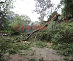En la colonia 21 de octubre un árbol cayó en medio de la calle principal. Foto: David Romero/EL HERALDO.