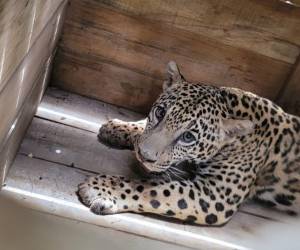 Rescatan a jaguar, mono y pitón que eran criados como mascotas en Olancho