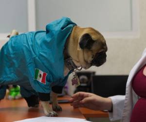 Harley, o como se le conoce también “El Tuerto”, es la estrella de las terapias desde la pandemia.