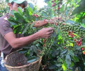 Brasil es el líder mundial en el cultivo del grano, y tiene otros grandes productores como Colombia, Honduras, Guatemala, México y Perú, según la Organización Internacional del Café (OIC)
