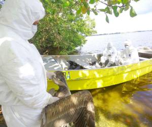 Técnicos especialistas de Senasa se mantienen en La Ceiba y Puerto Cortés vigilando la muerte de pelícanos por influenza aviar.