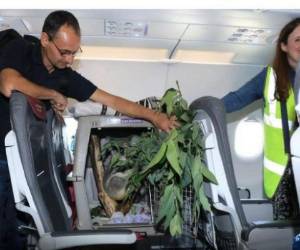 El animal viajó la noche del jueves en una jaula colocada en un asiento. Foto: Twitter