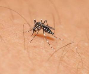 Nicaragua reportó el año pasado 14 muertos por dengue y dos por chikungunya.